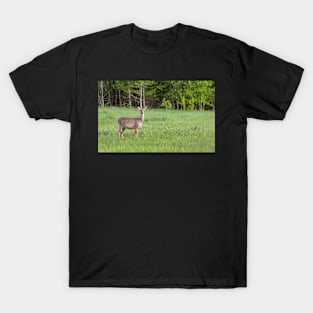 Deer in a Field 2 T-Shirt